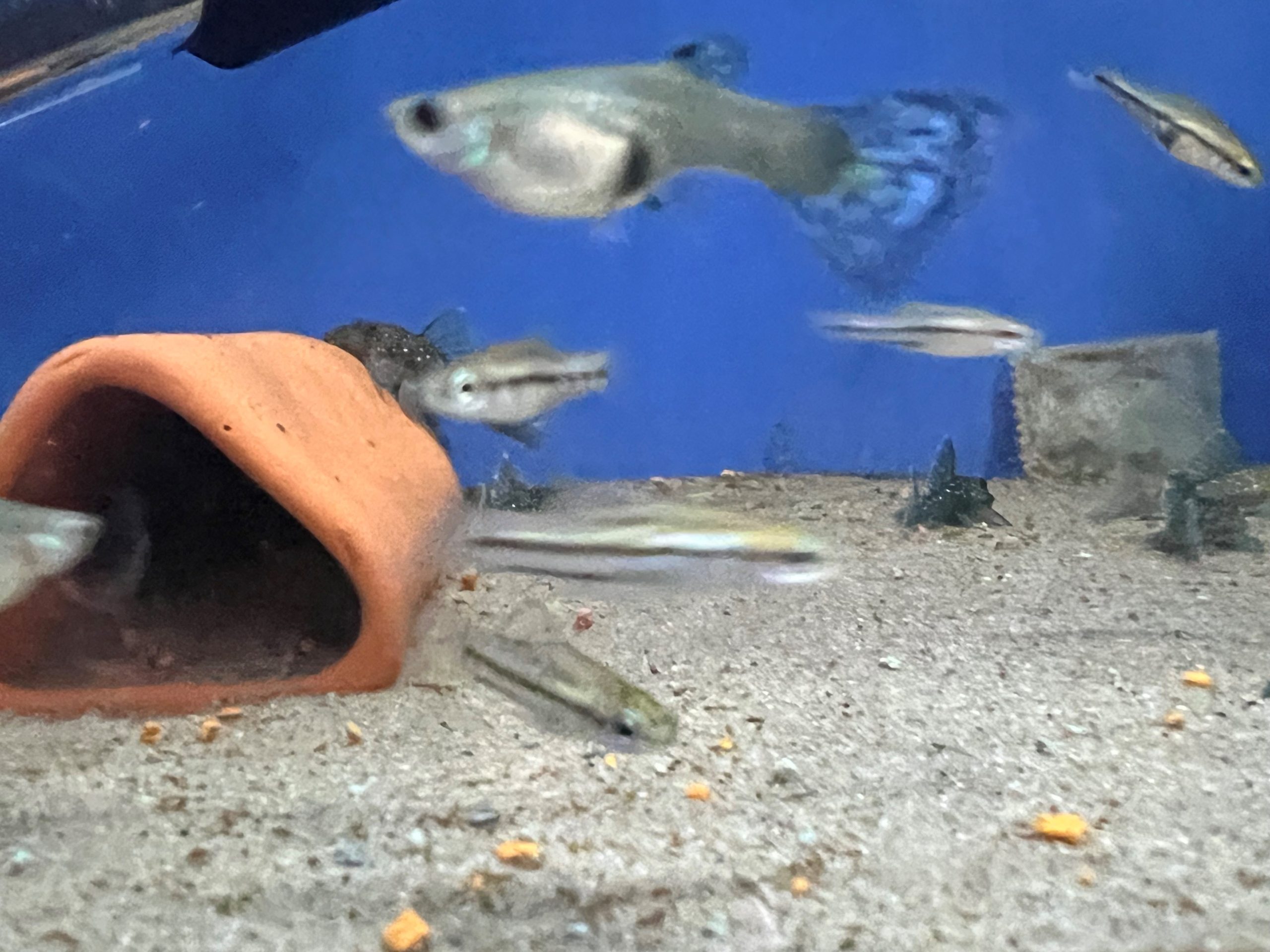 pygmy3-scaled-1.jpg Pygmy Swordtail, Xiphophorus multilineatus - Image 3