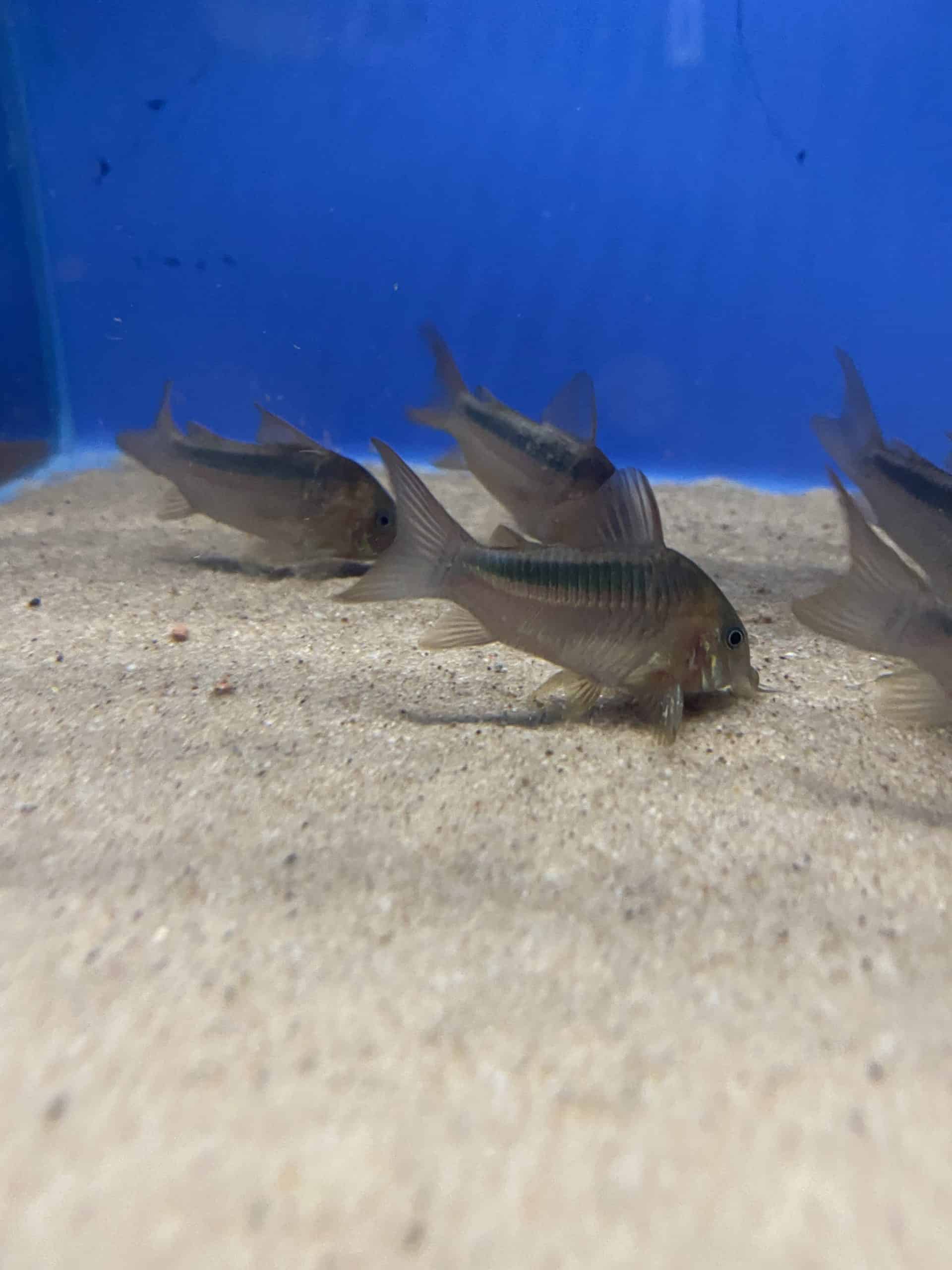 rab3-scaled-1.jpg Corydoras Rabauti - Image 3