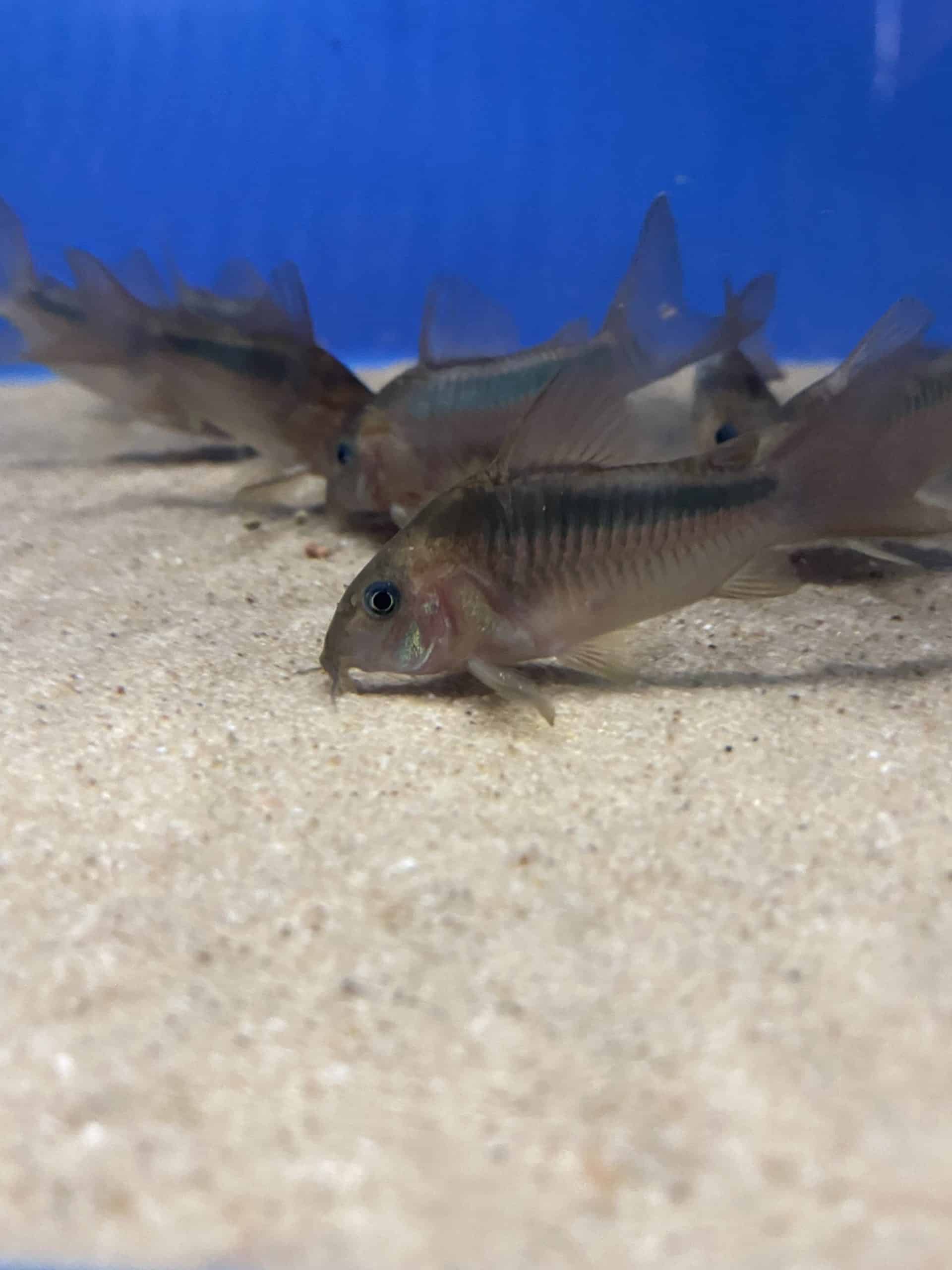 rab4-scaled-1.jpg Corydoras Rabauti - Image 4