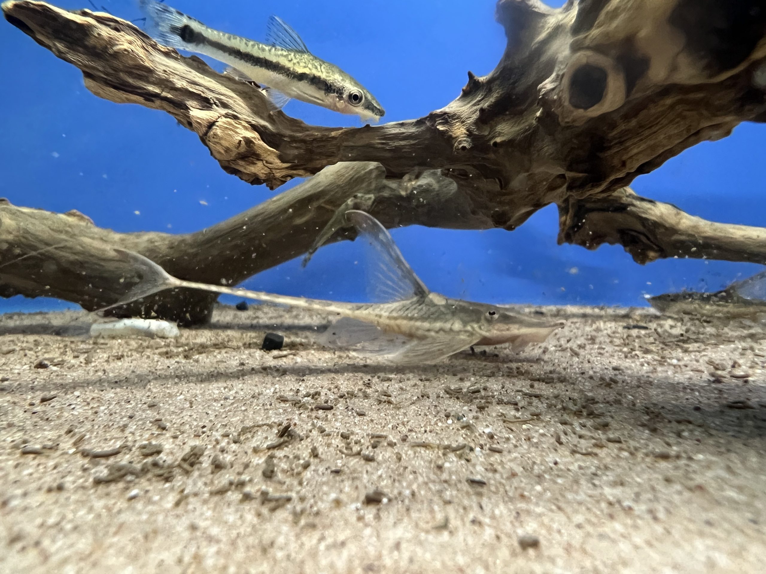 Sturisomatichthys panamense (Royal Whiptail)