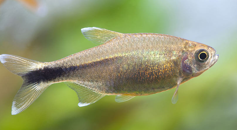 Silvertip Tetra