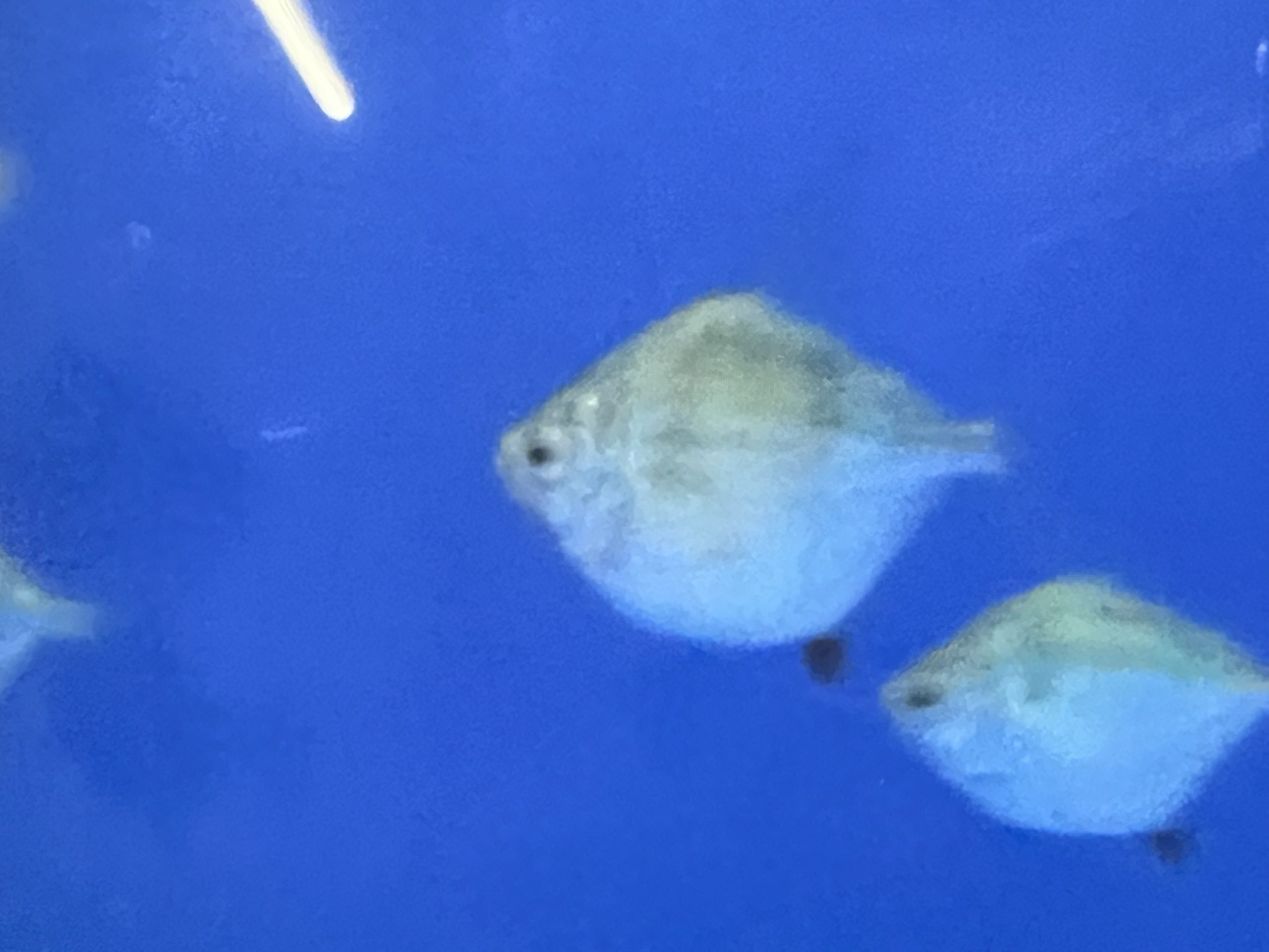 Tiger Silver Dollar (Metynnis fasciatus)