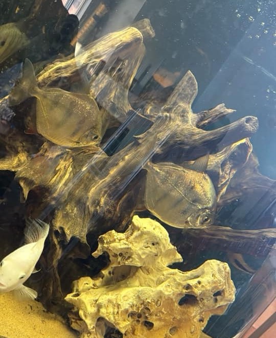 tiger-silver-dollar-3.jpg Tiger Silver Dollar (Metynnis fasciatus) - Image 3