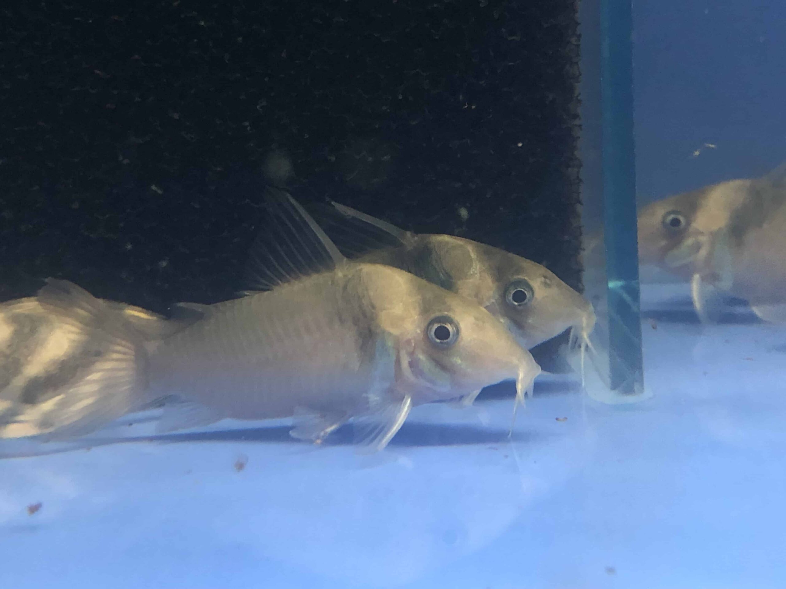 virginae3.jpg Corydoras Virginae - Image 3