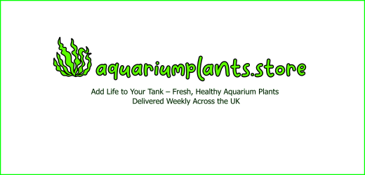 aquarium plants store
