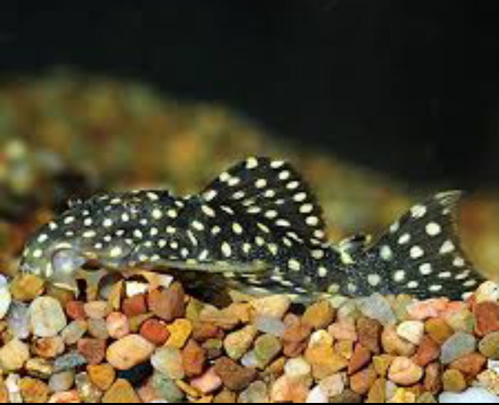 Fish and shrimp aquarium sales