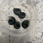 15 x Large Ramshorn Snails Planorbis corneus, UK Native, Algae Eater