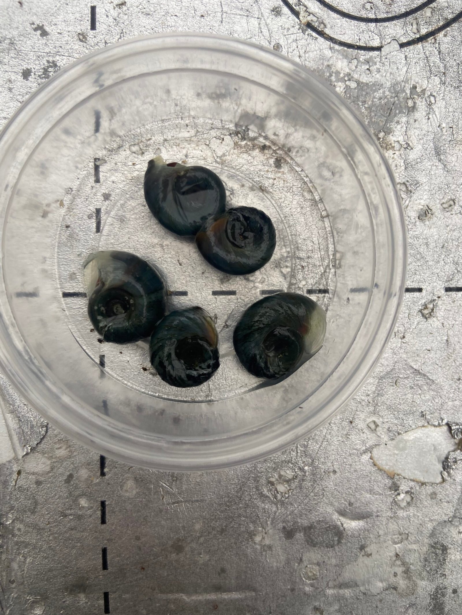 IMG_0172 15 x Large Ramshorn Snails Planorbis corneus, UK Native, Algae Eater - Image 1