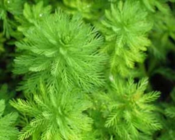 Aquarium & Pond Plant Red Stem Feather 1 bunch Myriophyllum rubricaule Live Fish Tank - Image 2