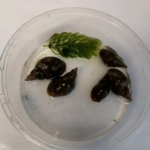 Great Pond Snails x 15 Lymnaea Stagnalis, Algae eating, pond and aquarium cleaning, UK Native.