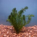 Weighted bunch of Densa Oxygenating Aquarium FREE POST Fish Tank Pond Live Water Plant Weed - Image 3