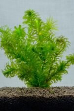 Weighted bunch of Densa Oxygenating Aquarium FREE POST Fish Tank Pond Live Water Plant Weed - Image 2
