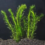 Weighted bunch of Densa Oxygenating Aquarium FREE POST Fish Tank Pond Live Water Plant Weed