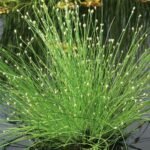 Coarse Hairgrass LIVE Plant SCIRPUS CERNUUS Aquarium and Pond Marginal