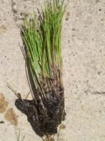 Coarse Hairgrass LIVE Plant SCIRPUS CERNUUS Aquarium and Pond Marginal - Image 2