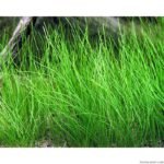Fine Hair Grass Aquarium Water Plants Eleocharis acicularis LIVE for fish tanks - Image 2