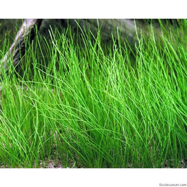Fine Hair Grass Aquarium Water Plants Eleocharis acicularis LIVE for fish tanks - Image 2