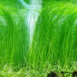 Fine Hair Grass Aquarium Water Plants Eleocharis acicularis LIVE for fish tanks