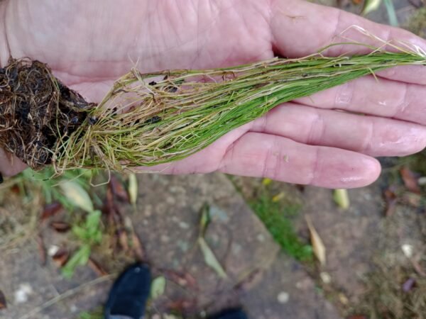 Fine Hair Grass Aquarium Water Plants Eleocharis acicularis LIVE for fish tanks - Image 3