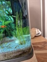 Fine Hair Grass Aquarium Water Plants Eleocharis acicularis LIVE for fish tanks - Image 4
