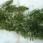 Bunch of Hornwort Pond Weighted Oxygenating Fish Tank Live Water Plant Weed