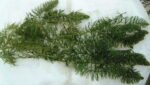 Bunch of Hornwort Pond Weighted Oxygenating Fish Tank Live Water Plant Weed