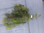 Bunch of Hornwort Pond Weighted Oxygenating Fish Tank Live Water Plant Weed - Image 2