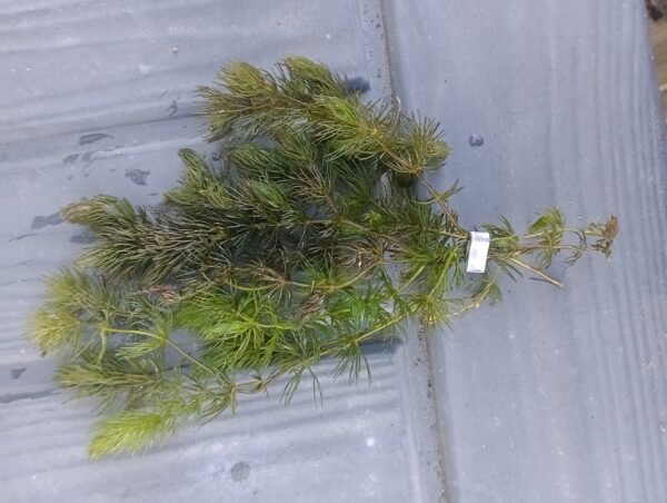 Bunch of Hornwort Pond Weighted Oxygenating Fish Tank Live Water Plant Weed - Image 2