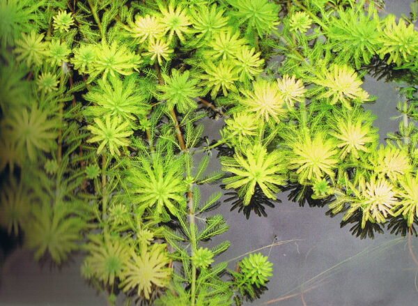 Aquarium & Pond Plant Red Stem Feather 1 bunch Myriophyllum rubricaule Live Fish Tank - Image 4