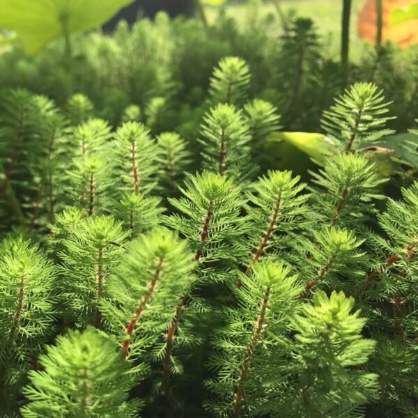 Aquarium & Pond Plant Red Stem Feather 1 bunch Myriophyllum rubricaule Live Fish Tank - Image 5