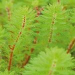 Aquarium & Pond Plant Red Stem Feather 1 bunch Myriophyllum rubricaule Live Fish Tank