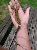 Aquarium & Pond Plant Red Stem Feather 1 bunch Myriophyllum rubricaule Live Fish Tank - Image 3